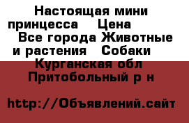 Настоящая мини принцесса  › Цена ­ 25 000 - Все города Животные и растения » Собаки   . Курганская обл.,Притобольный р-н